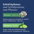 ALLUNA Schlaf Filmtabletten - 5