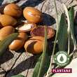 Plantana Argan K&ouml;rpermilch - 4