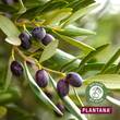 Plantana Olive Pflege Duschbad mit Bio-Olive - 4