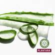 Plantana Aloe Vera K&ouml;rpercreme mit Vitamin-E - 4