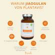 Jiaogulan Extrakt 930 mg Kapseln - 2
